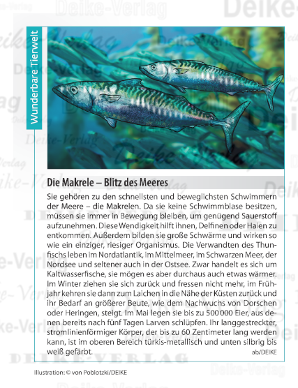 Die Makrele – Blitz des Meeres