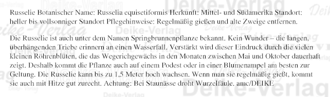 Garten und Pflanzen: Russelie