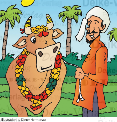 Kühe in Indien