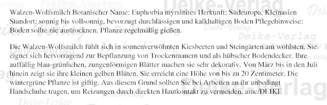 Garten und Pflanzen: Walzen Wolfsmilch