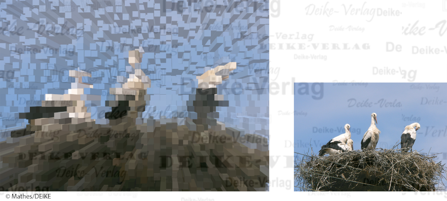 Storchennest - Fotorätsel