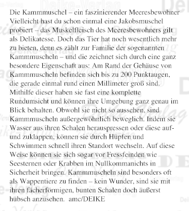 Die Kammmuschel – ein faszinierender Meeresbewohner