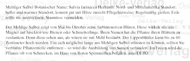 Garten und Pflanzen: Mehliger Salbei