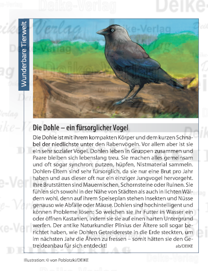 Die Dohle - ein fürsorglicher Vogel