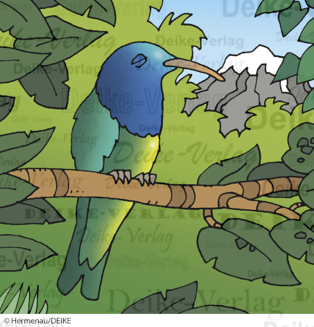 Kolibris