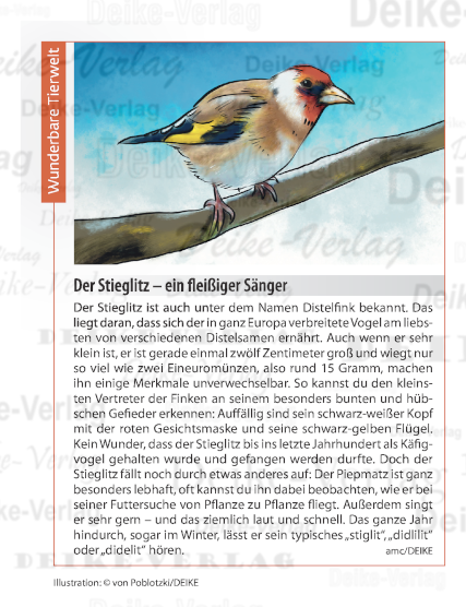 Der Stieglitz – ein fleißiger Sänger