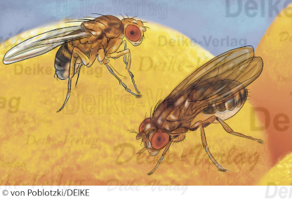 Fruchtfliege