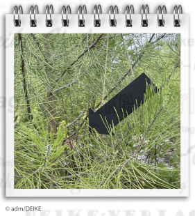 Unterkiefer - Um die Ecke geschaut