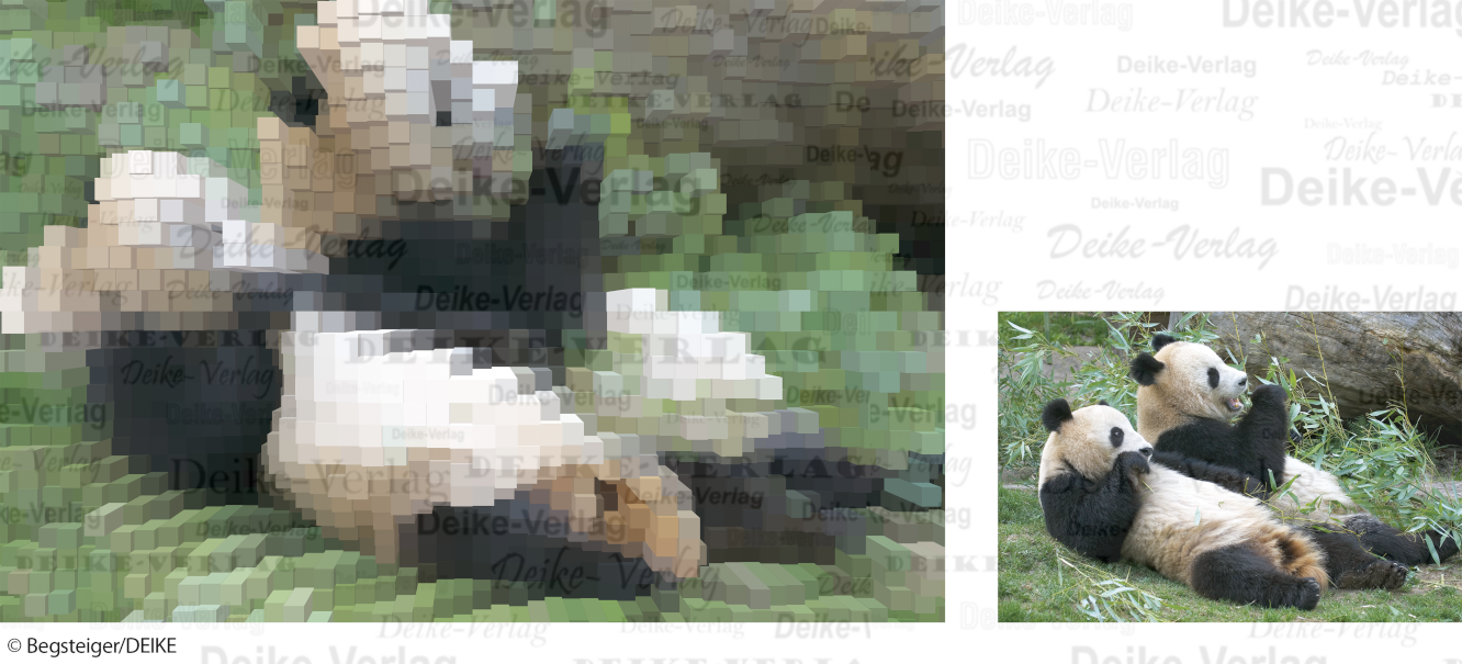 Pandabären - Fotorätsel