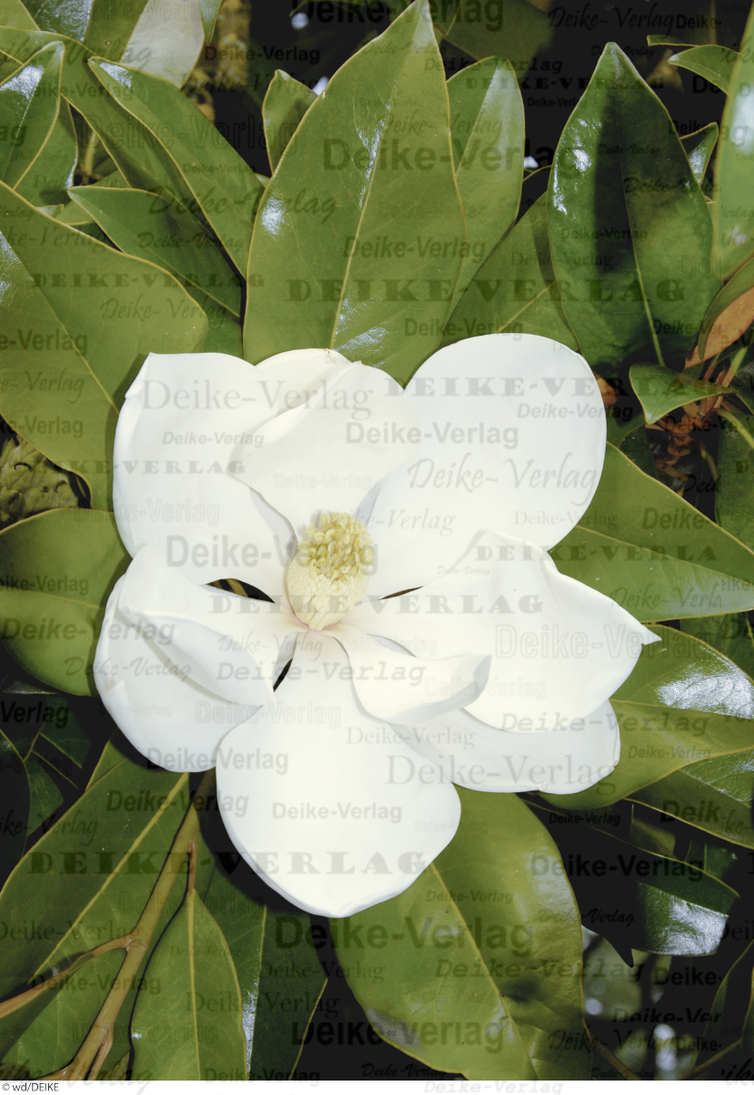 Garten und Pflanzen: Immergrüne Magnolie