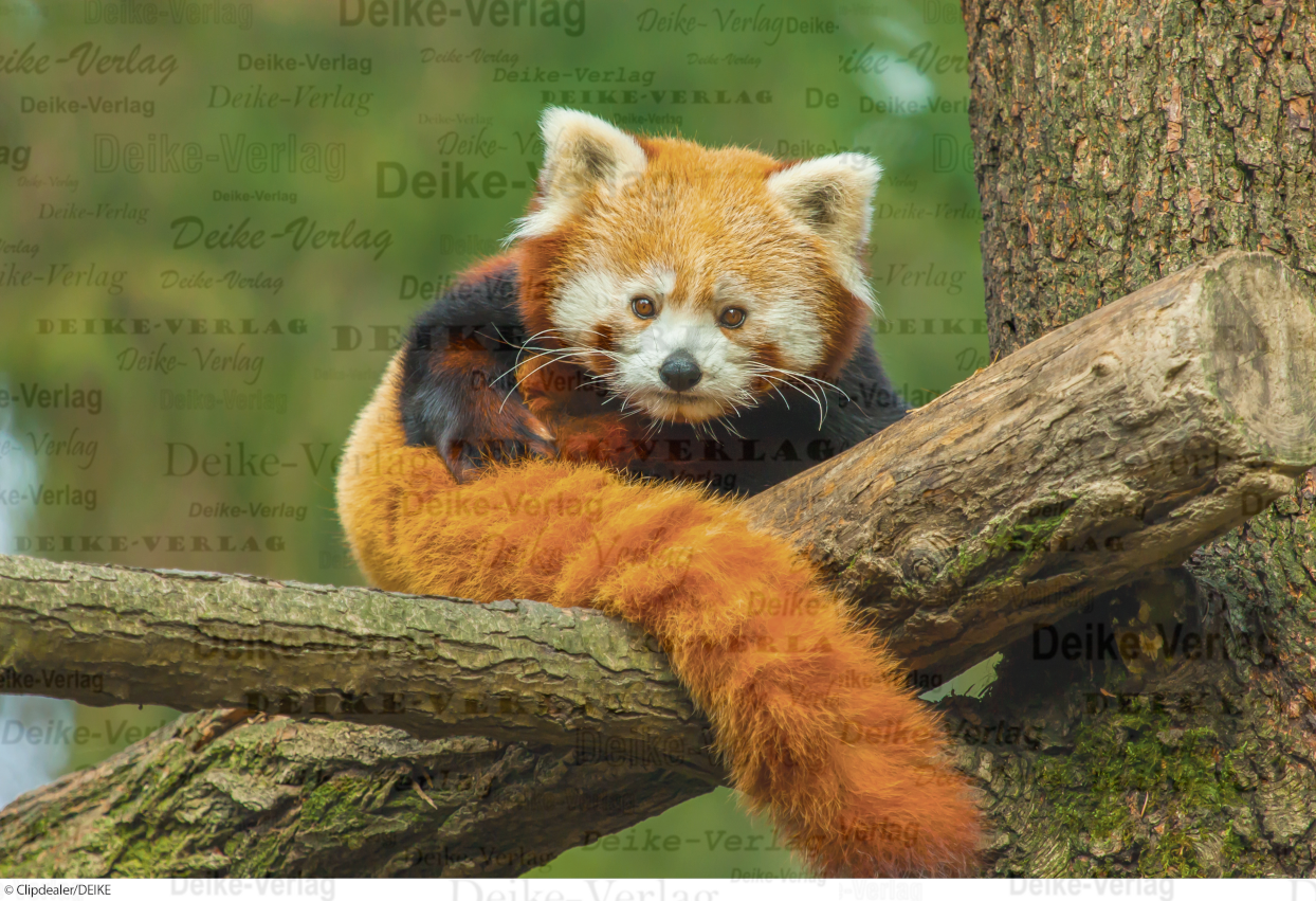 Roter Panda