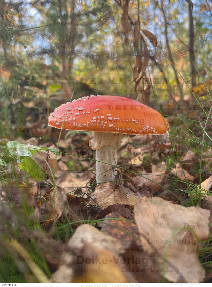 Fliegenpilz