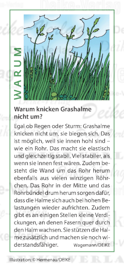 Warum knicken Grashalme nicht um?