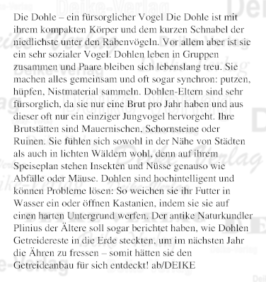 Die Dohle - ein fürsorglicher Vogel