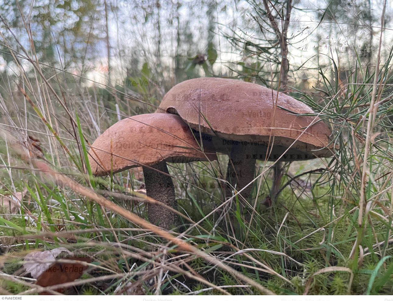Gemeiner Birkenpilz