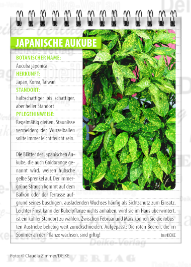 Garten und Pflanzen: Japanische Aukube