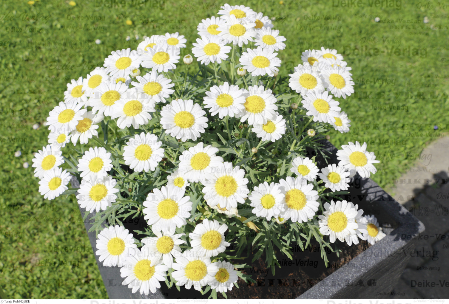 Weisse Färberkamille 