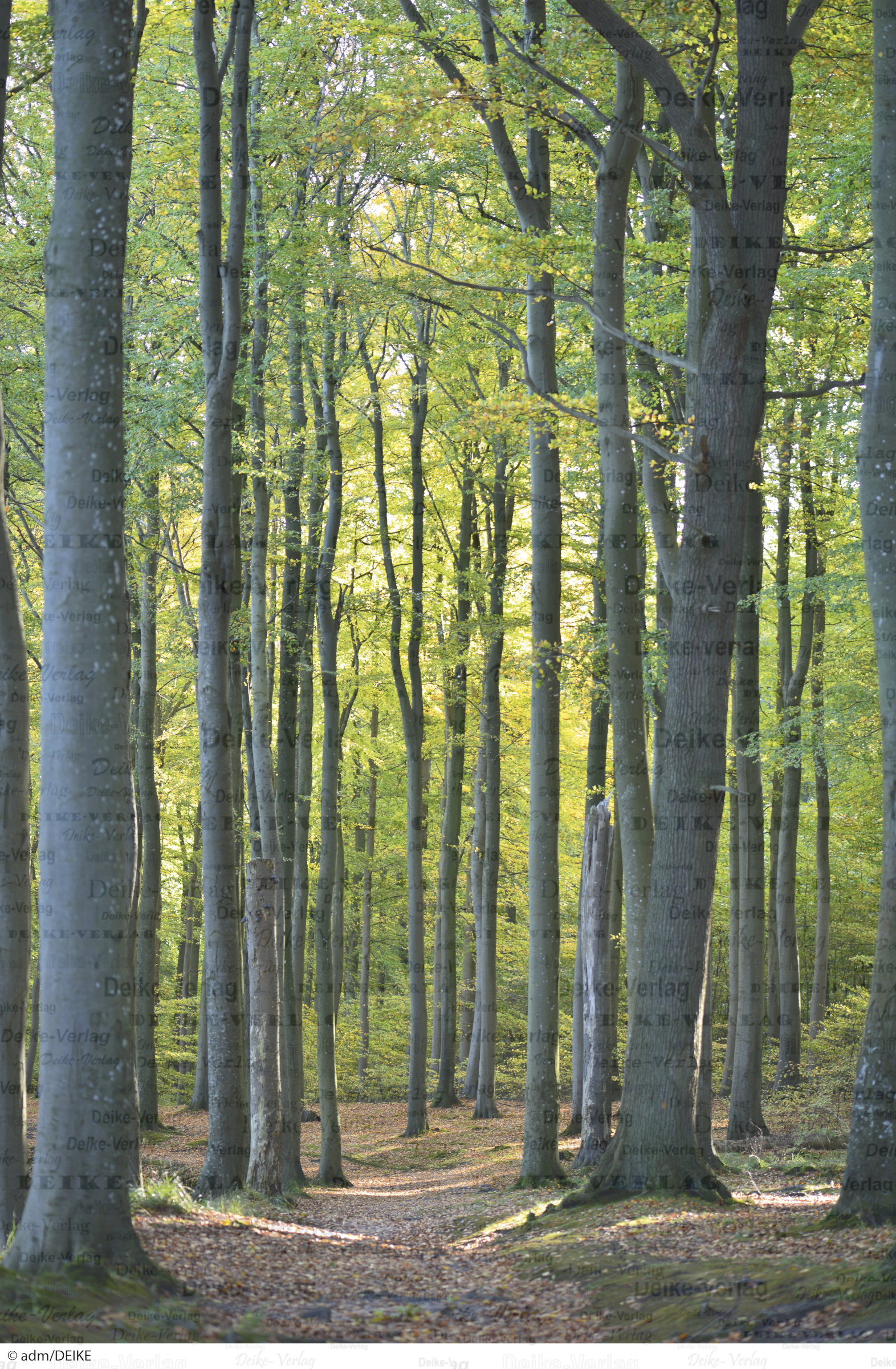Buchenwald auf Rügen 