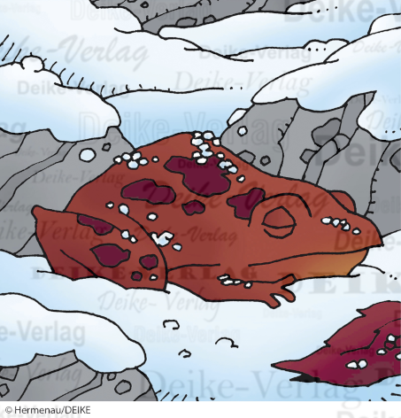 Waldfrosch