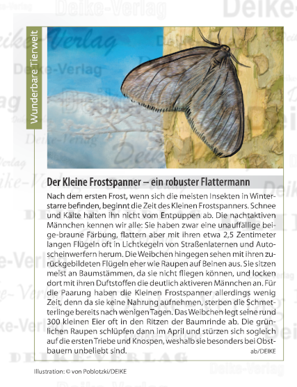 Der Kleine Frostspanner – ein robuster Flattermann