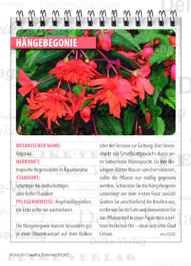 Garten und Pflanzen: Hängebegonie