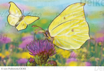 Der Zitronenfalter