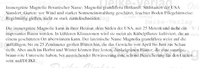 Garten und Pflanzen: Immergrüne Magnolie