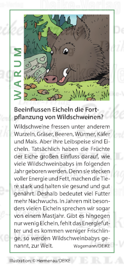 Beeinflussen Eicheln die Fortpflanzung von Wildschweinen?
