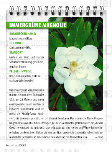 Immergrüne Magnolie