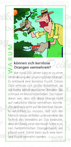 Warum können sich kernlose Orangen vermehren?