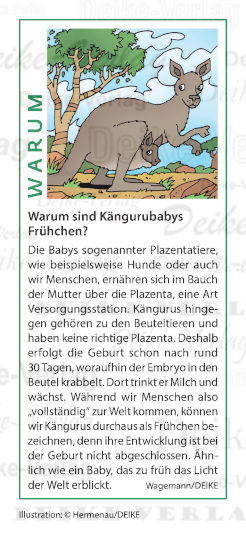 Warum sind Kängurubabys Frühchen?